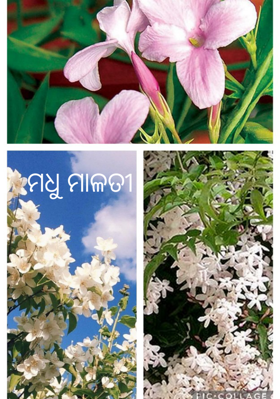 ମଧୁ ମାଳତୀ