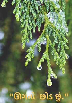 ઊગતો છોડ છું