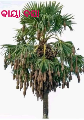 ବାୟା ବସା