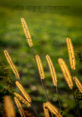 বেঁচে থাকুক ভালোবাসা