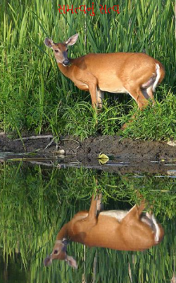 સમત્વનું સત્વ