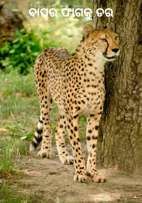 ବାଘର ଫାଗକୁ ଡର