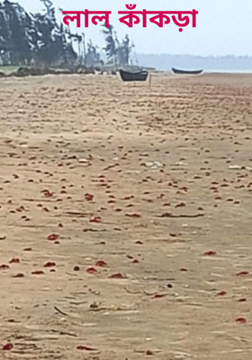 লাল কাঁকড়া