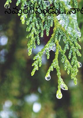 సీమరేగిపండు....నాటురేగిపండు