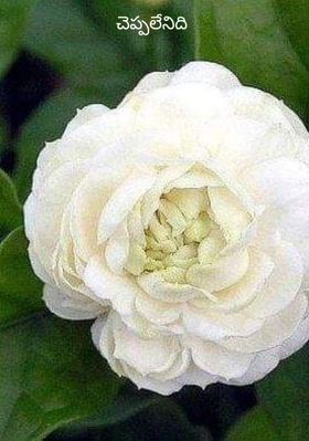 చెప్పలేనిది