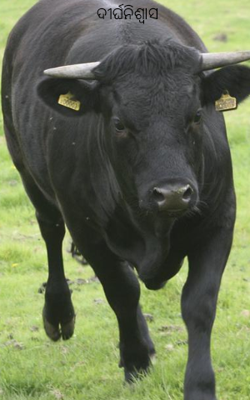 ଦୀର୍ଘନିଶ୍ବାସ