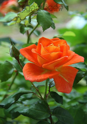 ପ୍ରେମର ବିସର୍ଜନ