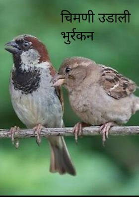 चिमणी उडाली भुर्रकन