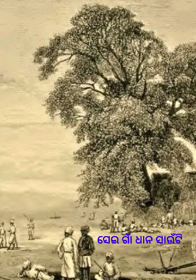 ସେଇ ଗାଁ ଧାନ ସାଉଁଟି