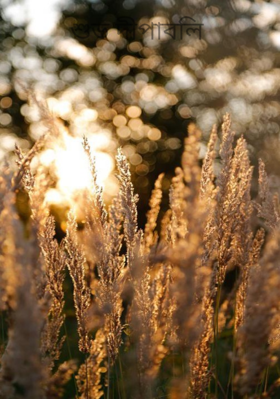 শুভ দীপাবলি