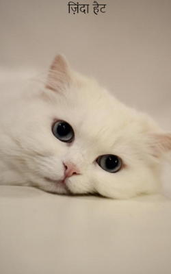 ज़िंदा हैट