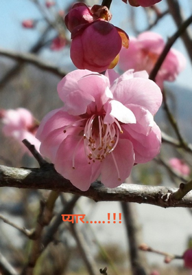 प्यार.....!!!