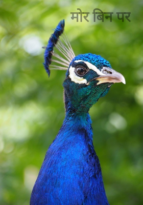 मोर बिन पर