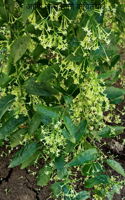 आणि जन्म होतो कवितेचा