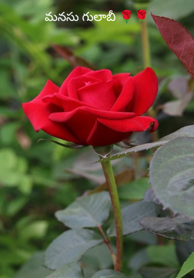 మనసు గులాబీ 🌹🌹