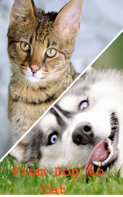 From Dog to Cat