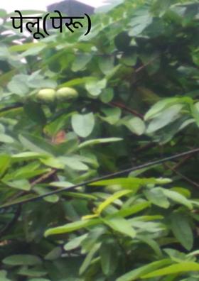 पेलू(पेरू)