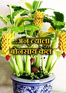 ...अन् त्याला बोनसाय केल