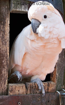 କି ହେବ ଶୁଆ ପୋଷିଲେ