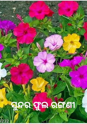 ସୁନ୍ଦର ଫୁଲ ରଙ୍ଗଣୀ