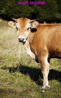 माऊली साधीभोळी