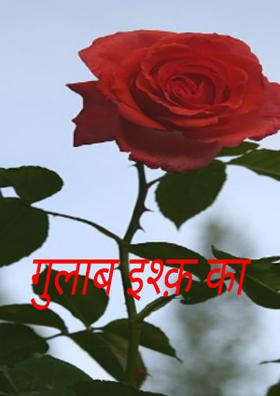गुलाब इश्क़ का