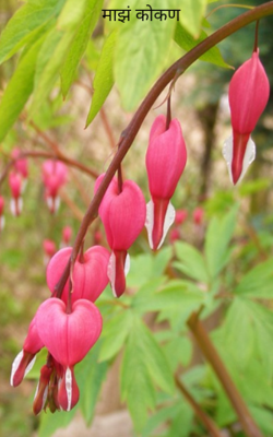 माझं कोकण