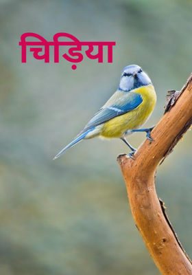 चिड़िया