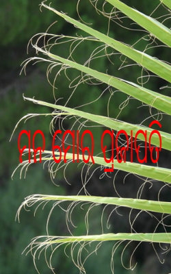 ମନ ମୋର ପ୍ରଜାପତି