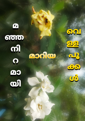 മഞ്ഞ നിറമായി മാറിയ വെള്ള പൂക്കൾ