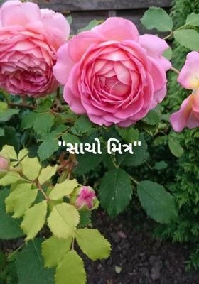 સાચો મિત્ર