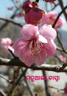 ମତୁଆଲା ବାସ୍ନା