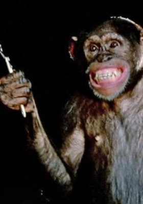 बंदर के हाथ में उस्तरा