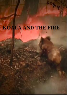Koala And The Fire