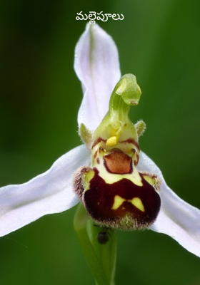 మల్లెపూలు