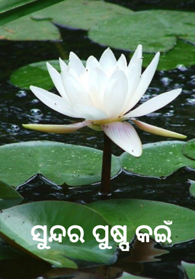 ସୁନ୍ଦର ପୁଷ୍ପ କଇଁ