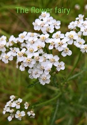 The Flower Fairy