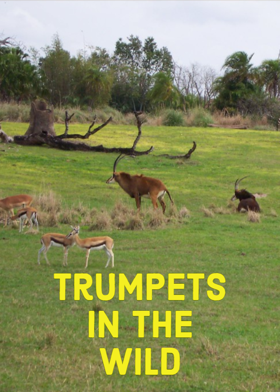 Trumpets  In The Wild
