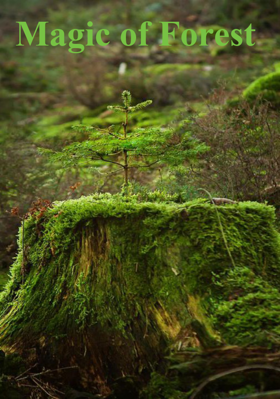 Magic Of Forest