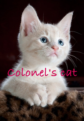 Colonel's Cat