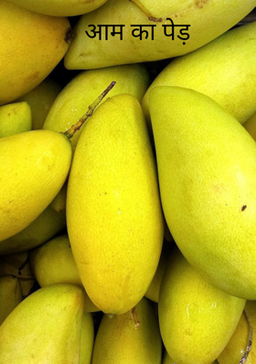 आम का पेड़