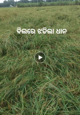 ବିଲରେ ଝଡିଲା ଧାନ