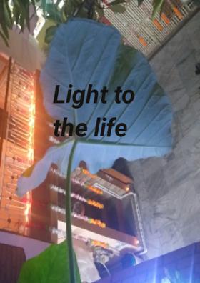 Light To The Life