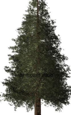 वृक्ष माझ्याशी बोलला