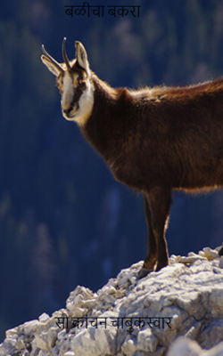 बळीचा बकरा