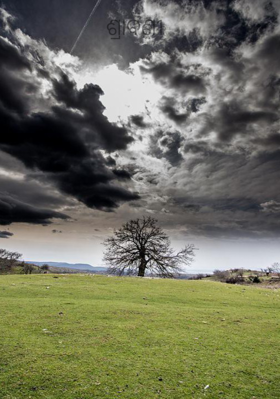 ଶ୍ରାବଣୀ