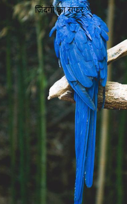 जिंदगी का सफर