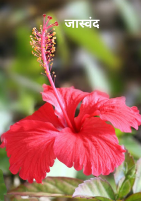 जास्वंद