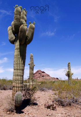 ମରୁଭୂମି