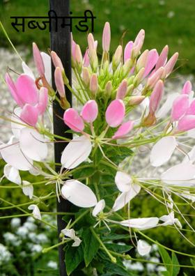 सब्जीमंडी